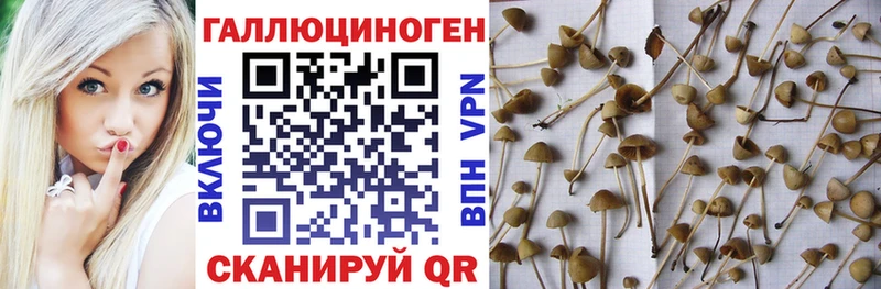 Псилоцибиновые грибы MAGIC MUSHROOMS  Купить где  Малоархангельск 